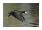 cormorans a clair marais