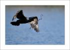 cormorans a clair marais